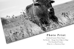 Buffalo Photography Print – Black and White Picture of Bison in Oklahoma