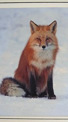 JUDY DEIST PHOTOGRAPH RED FOX OPEN EDITION