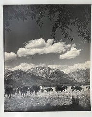 Vintage Large Black & White Photography Print Cattle Ranch Western Cowboys Rural