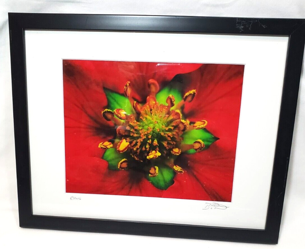 Inside the Flower Brilliant Red Photo Signed an Dated Matted an Framed 12″x15″