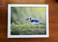Framed 8×10 Photography Print of Blue Jay Frolicking in Flowers