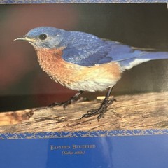 Eastern Bluebird (Sialia sialis) Framed Photo for Helping Minnesota’s Wildlife