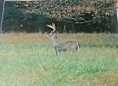 Buck Deer/Cades Cove/Smoky Mtns #031-Don Urban Orig. Nature Photography-12″X 16″