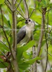 Original ACEO photo fine art print 2.5×3.5 in PORTRAIT OF A TUFTED TITMOUSE bird