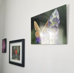 Original Wildlife Photo Metal Print LE Signed COA Common Blue Butterfly 12 x 18