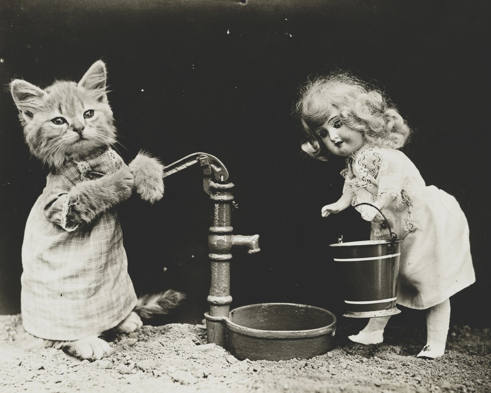 cat kitten kitty art print Harry Whittier Frees 8×10 vintage photo picture #14