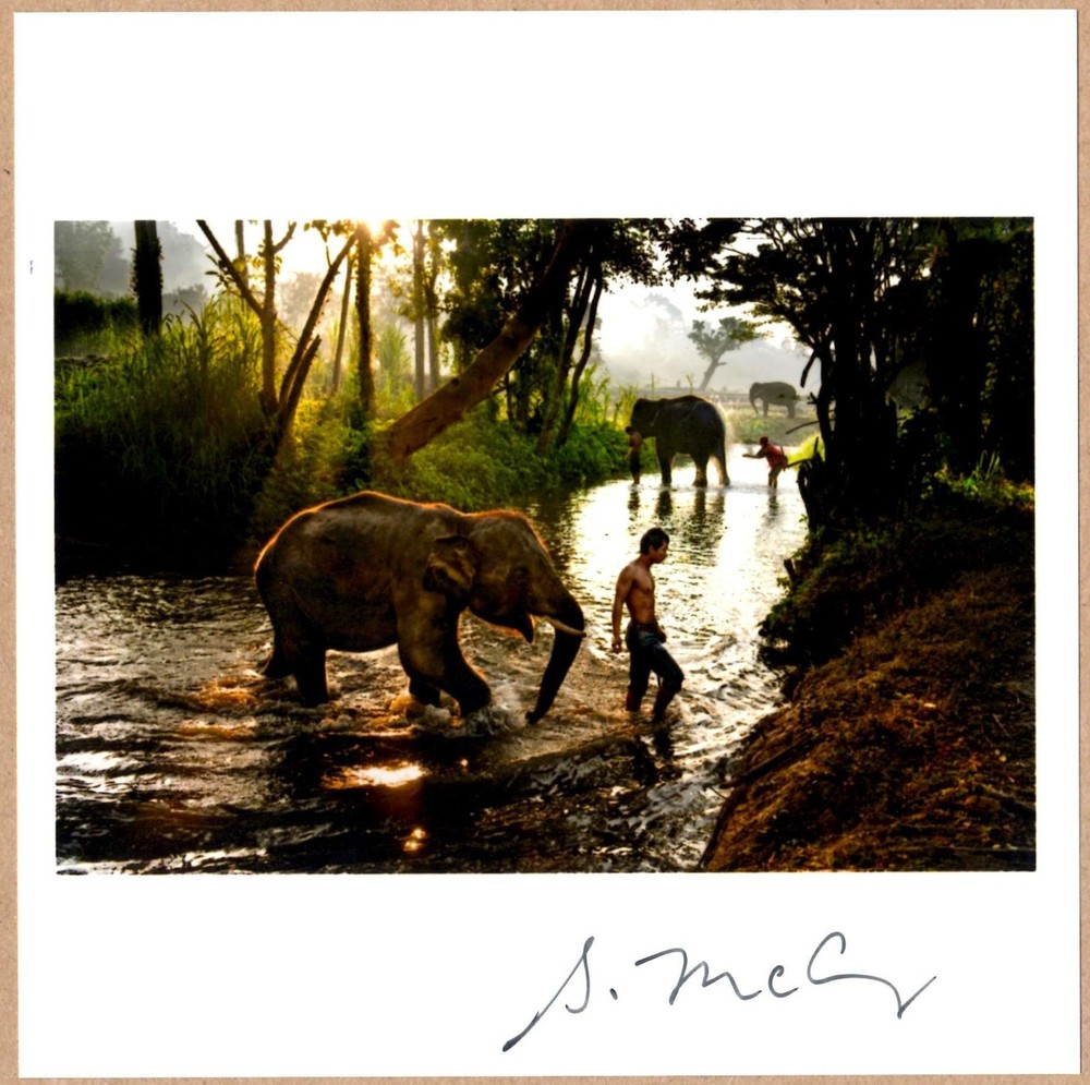SIGNED STEVE MCCURRY ELEPHANTS IN THAILAND LTD 6 x 6 MAGNUM ARCHIVAL PRINT