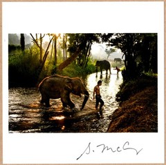 SIGNED STEVE MCCURRY ELEPHANTS IN THAILAND LTD 6 x 6 MAGNUM ARCHIVAL PRINT