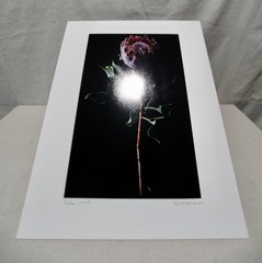 Original Photography Art Print “Protea”