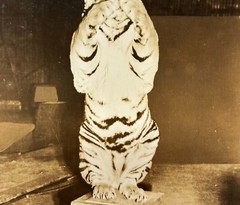 Original RINGLING BROS Circus Standing TIGER PHOTO – Roland Butler Collection