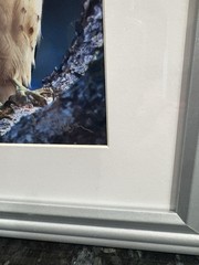Jack Jeffrey Framed Signed Photograph ʻIo Endangered Hawaiian Hawk Wildlife