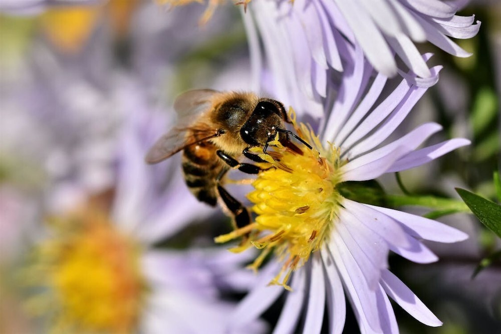 Digital Image Picture Photo Pic Wallpaper Bee on Purple Flower Nature