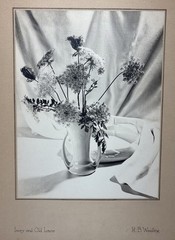 Vintage 1952 Original H.B Woodling “Ivory & Old Lace” Still Life Photograph