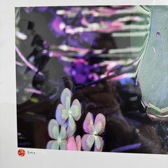 Photography Art Print Water Pond Flowers Close Up 2004 Sealed Packaging 19×13″