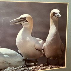 VTG 1982 Art Photography “Gannets Three” Sea Birds Matted Signed Beach Decor