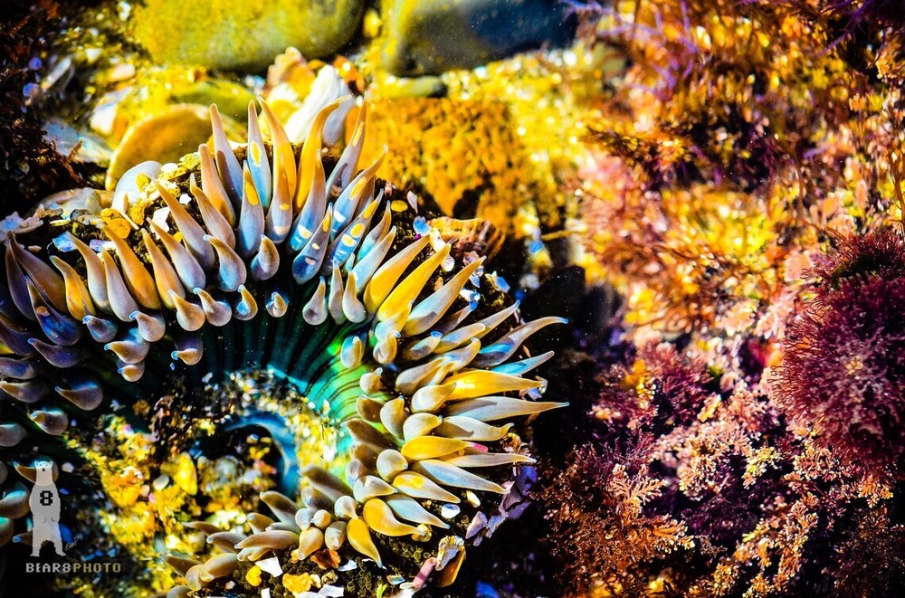 Sea Anemone – Fine Art Prints – Underwater Ocean Life Décor