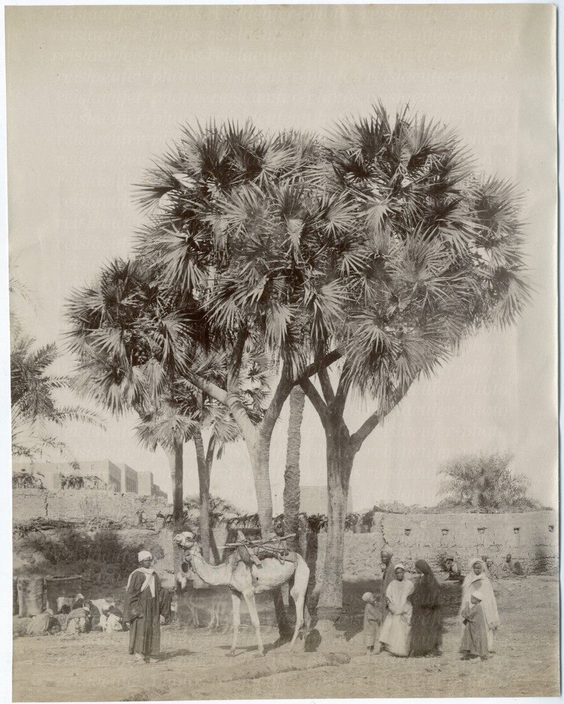 NORDAFRIKA/NAHOST. Doumpalmen, Orig.-Albumin-Photo um 1880