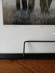 Laurent Baheux “Body Guards”Framed Limited Edition Art Photograph | YellowKorner