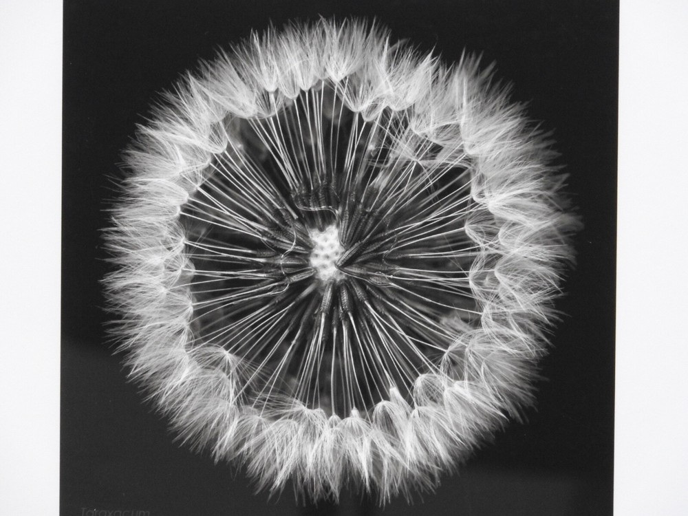 Striking #49 of 100 18.5″x22.5″ B&W Photo Framed Deckle Edge Flower Dandelion
