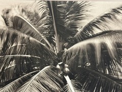 Dick Arentz, Coconut Tree, Kauia, Hawaii, 1987, Palladium / Platinum Print
