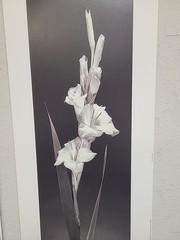 Two Signed 8×10” b&w photograph Calla lilies follower By D Stefanich 8×20 1997