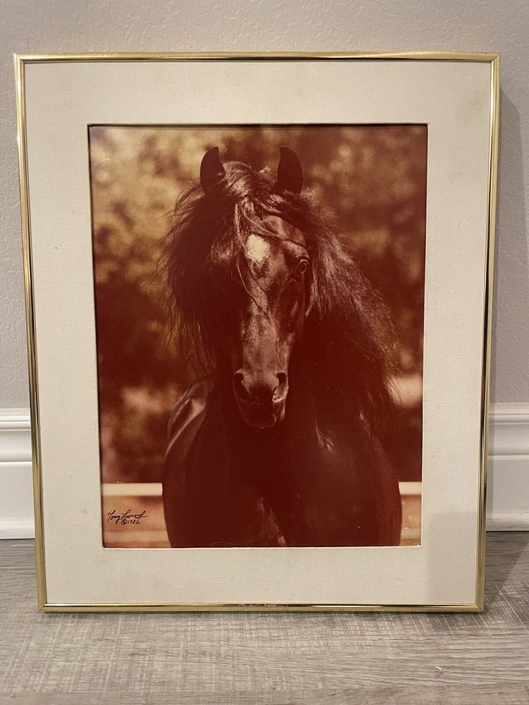 Tony Leonard Horse Photograph