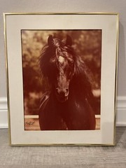 Tony Leonard Horse Photograph