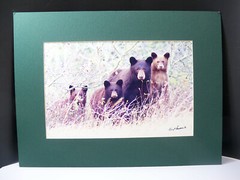 Gerry Lamarre Wildlife Photograph Print Brown Bear Family Matted 16″ x 12″