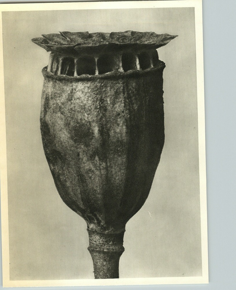 1942 Original BOTANICAL PLANT Poppy Flower Photo Art KARL BLOSSFELDT