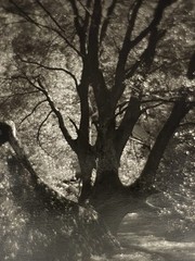 Jim Fitzgerald Untitled Photo Signed Photograph Carbon Transfer