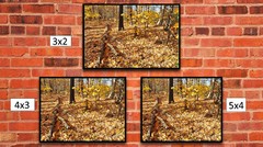 Fall Forest Leafy Ground 2, High Resolution Image, Many Formats, TV Art