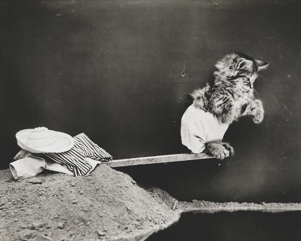 Harry Whittier Frees Cat Kitten Photo Art Print 8×10 Reprint Black & White c1914