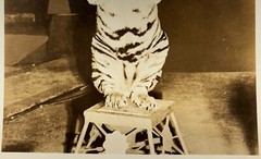 Original RINGLING BROS Circus Standing TIGER PHOTO – Roland Butler Collection