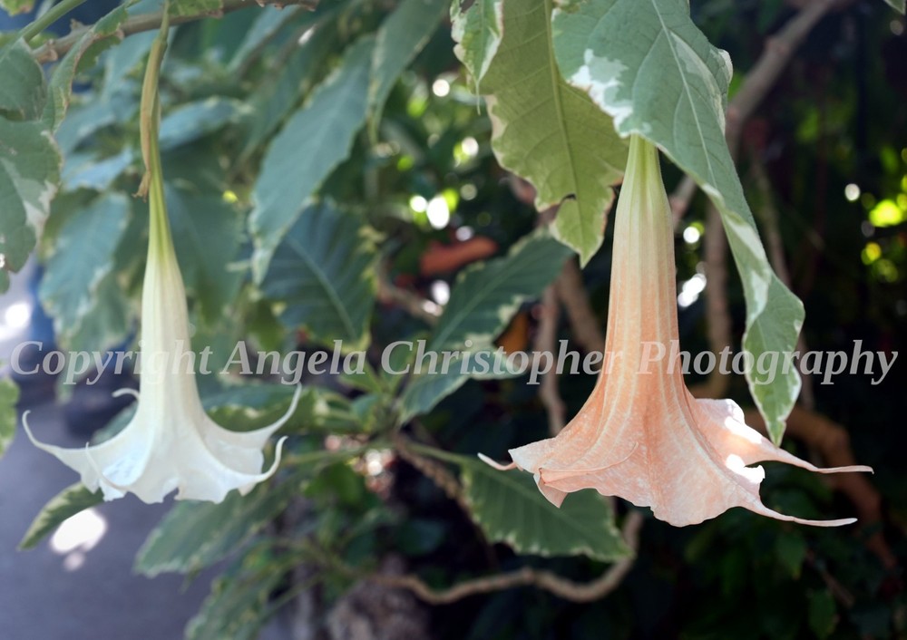Original ACEO photo fine art print 2.5 x 3.5 inches ANGEL’S TRUMPET flower peach