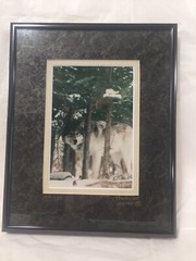 Gray Wolf Framed 4×6 Photograph Signed Numbered #309 Werner 8 X 10 Frame