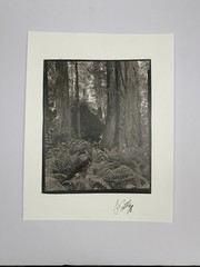 Jim Fitzgerald Untitled Fern & Tree Photo Signed Photograph Carbon Transfer