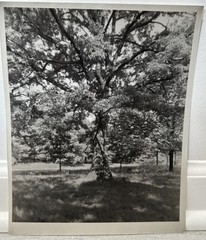 Arthur Gray Standard Oil Photographer Cleveland Ohio Americana Tree In Woods!!!!