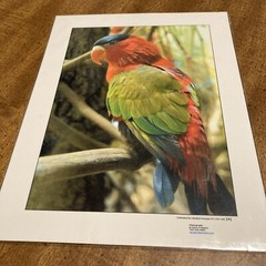 RonRLR-Design Photographs Print By Gerry M Bayles Tropical Bird Ready To Frame