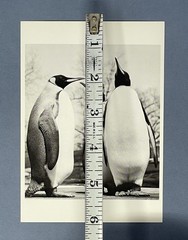 Royal Penguins c. 1950 Fotofolio Art Print Card Photo By Ylla (1911-1955)