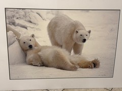 Thomas Mangelsen “Bad Boys of the Arctic” Polar Bears 714/3500 30″x45″ Signed