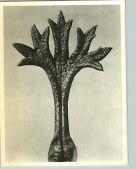 1942 Original BOTANICAL PLANT Saxifrage Flower Photo Art KARL BLOSSFELDT