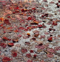 Original JOHN WAWRZONEK ‘Leaves on Water’ AUTUMN RED Landscape Signed PHOTOGRAPH