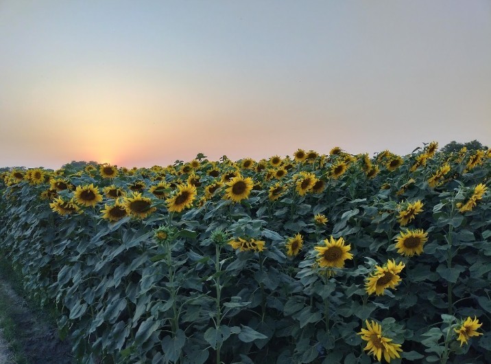 Beautiful Sunflower Farm Sunset Photography | Digital Download | Nature Wall Art