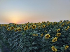 Beautiful Sunflower Farm Sunset Photography | Digital Download | Nature Wall Art