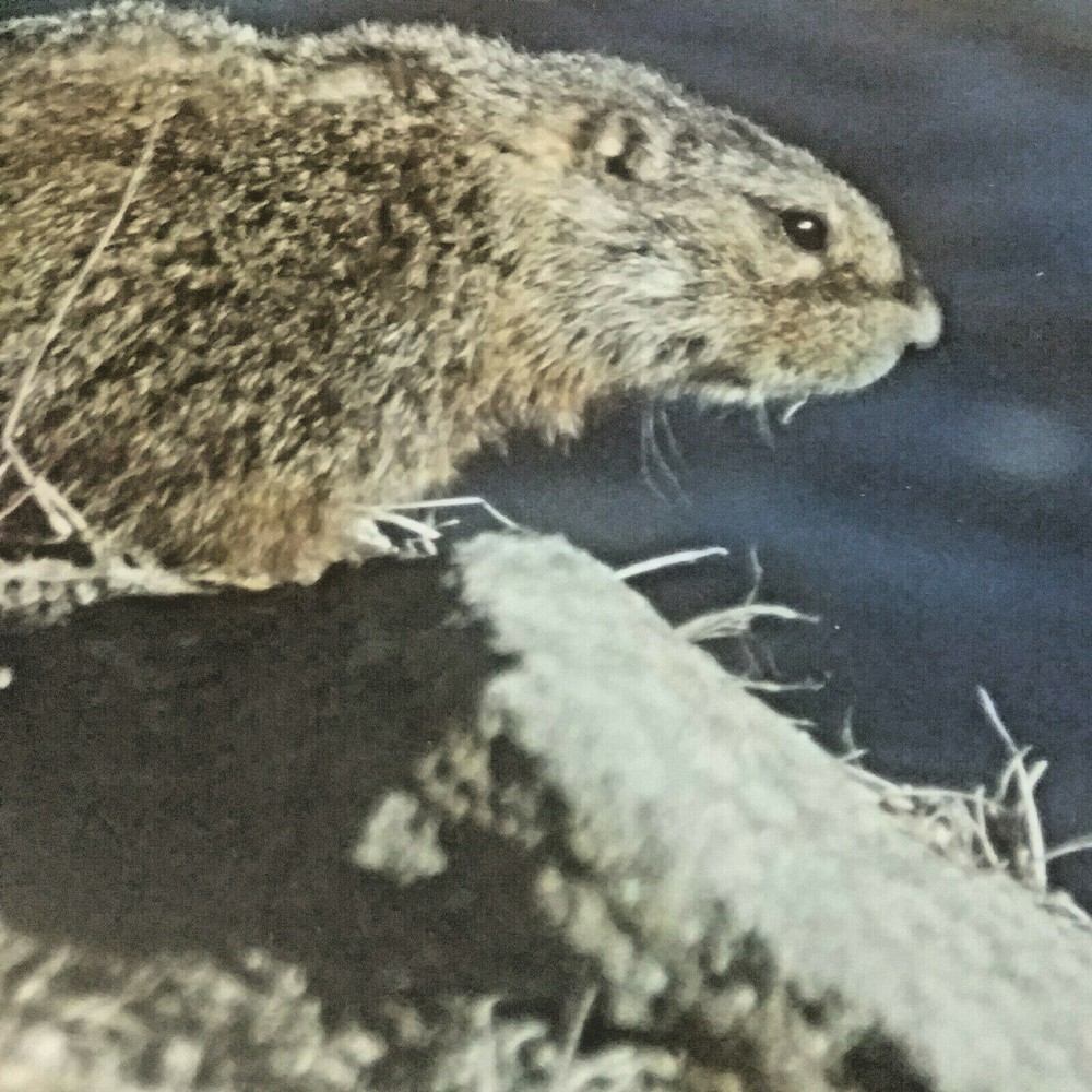 Marmot, Yellowstone National Park-Don Urban Nature Photography-12″X 16″ 031