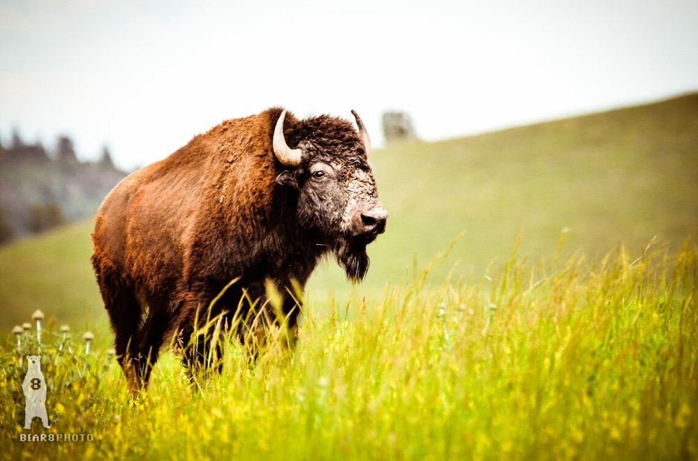 Buffalo Country Home Décor – Wildlife Fine Art Photography Prints