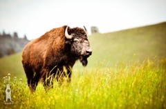 Buffalo Country Home Décor – Wildlife Fine Art Photography Prints