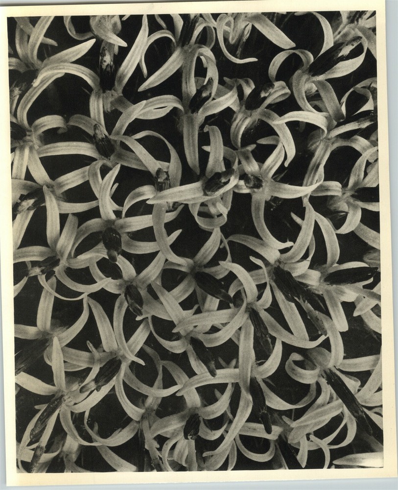 1942 Original BOTANICAL PLANT Globe Thistle Flower Photo Art KARL BLOSSFELDT