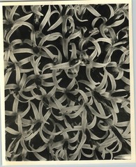 1942 Original BOTANICAL PLANT Globe Thistle Flower Photo Art KARL BLOSSFELDT