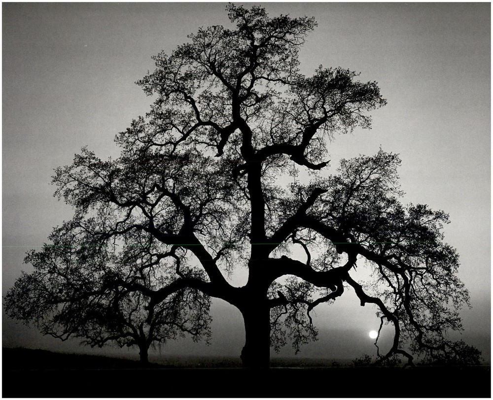 1962 1990s Ansel Adams Sunset City California oak tree Moon Large Art Photo